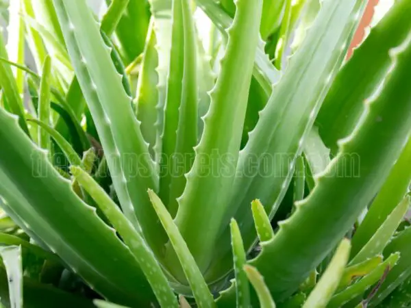 The Complete Guide to Caring for Aloe Vera Indoors