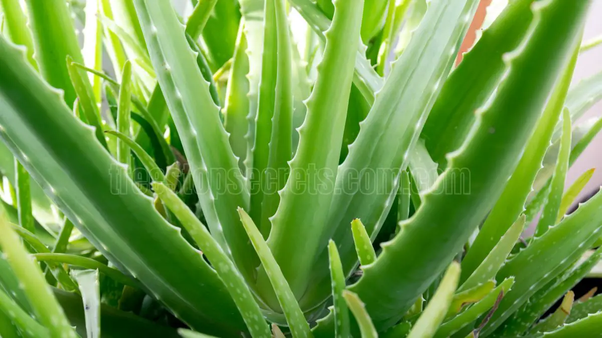 The Complete Guide to Caring for Aloe Vera Indoors