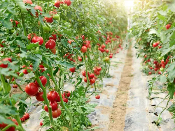 Tomato Growth Period: Understanding Each Stage from Seed to Harvest