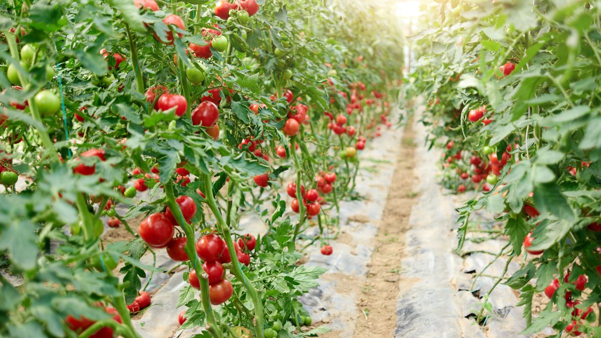 Tomato Growth Period: Understanding Each Stage from Seed to Harvest
