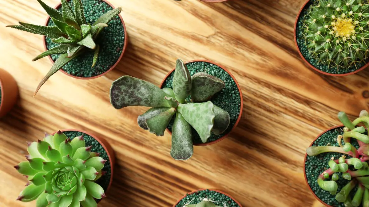 How to Grow Cacti in Minecraft - A Complete Guide 1 Understanding Cacti in Minecraft