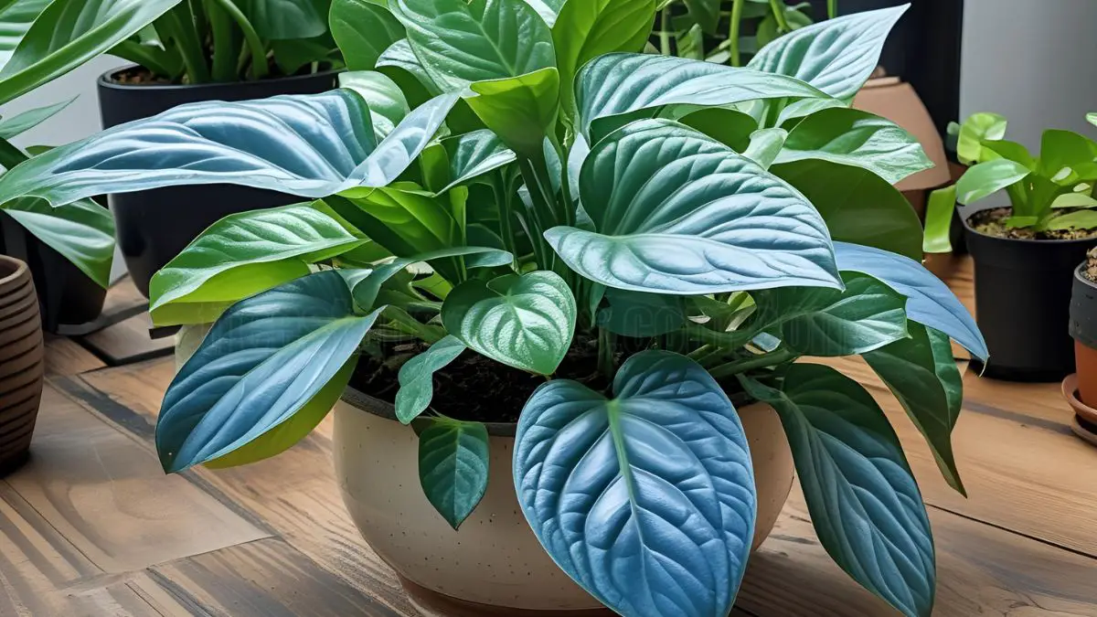 Cebu Blue Pothos Care Guide: Tips for Thriving Plants 2 Optimal Growing Conditions