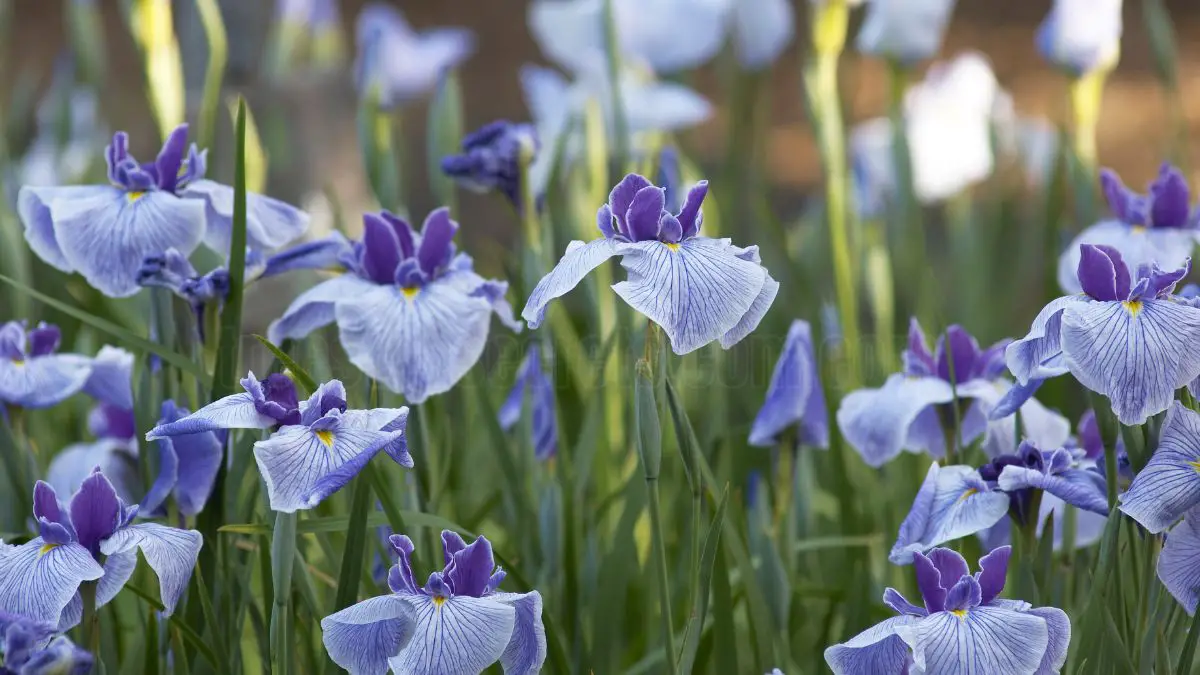 Indoor Iris Care - Tips for Successful Growth and Maintenance 1 Understanding Indoor Iris Care