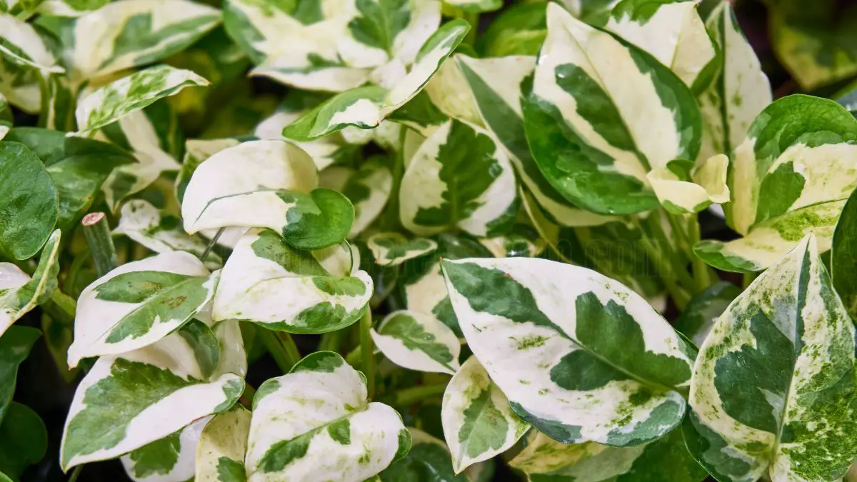 How to Plant and Care for Pothos: A Complete Guide 1 Understanding Pothos Basics