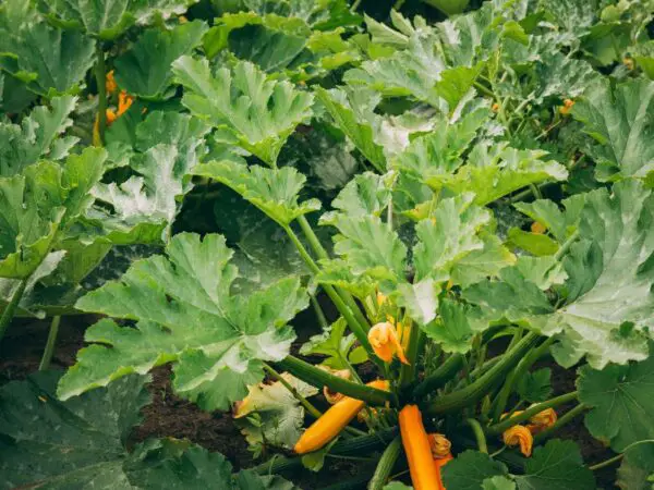 Vertical Zucchini Gardening: Tips for Thriving in Any Climate Zone