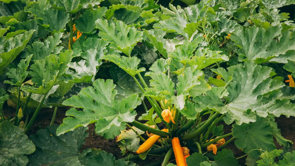 Vertical Zucchini Gardening: Tips for Thriving in Any Climate Zone