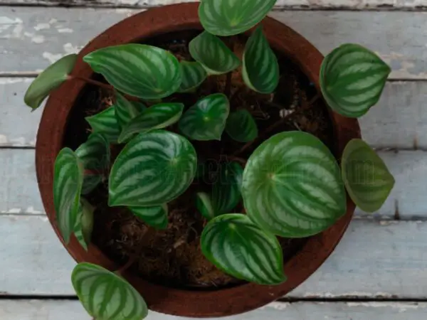 Watermelon Peperomia Plant Care Guide - Tips and Tricks