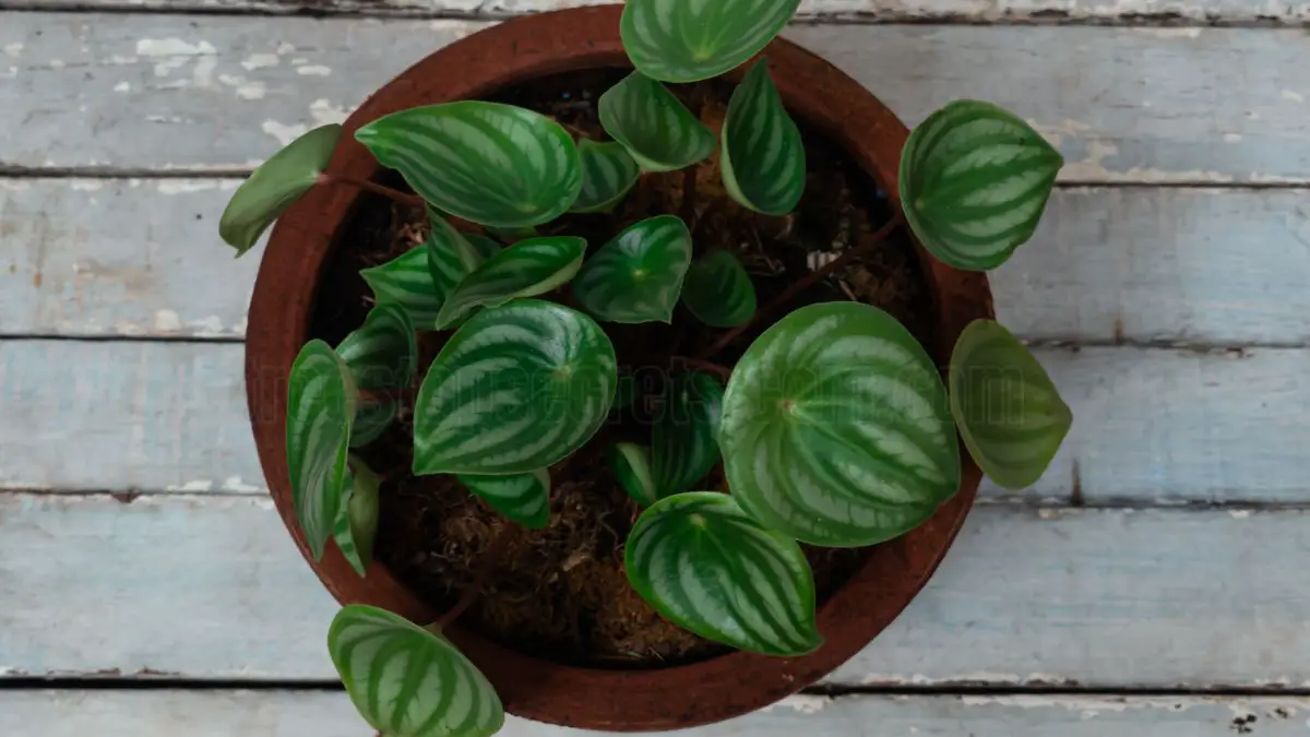 Watermelon Peperomia Plant Care Guide - Tips and Tricks