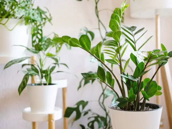 ZZ Plant Care in India: Tips for Thriving Growth and Maintenance