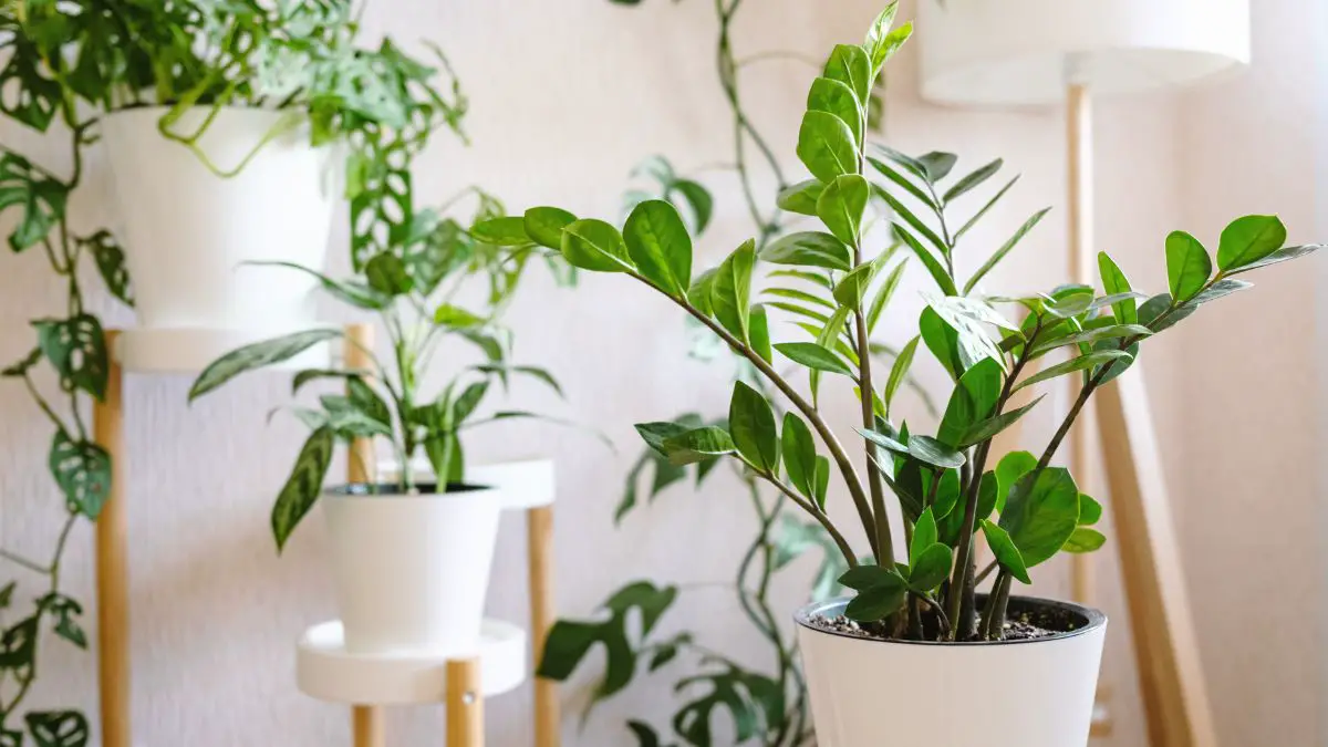 ZZ Plant Care in India: Tips for Thriving Growth and Maintenance