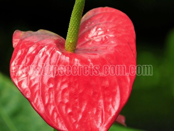 Pink Princess Philodendron - Care Tips and Tricks