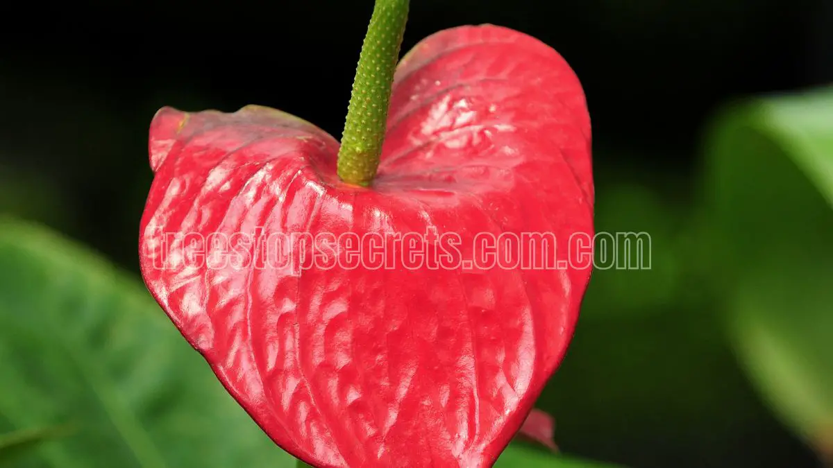 Pink Princess Philodendron - Care Tips and Tricks
