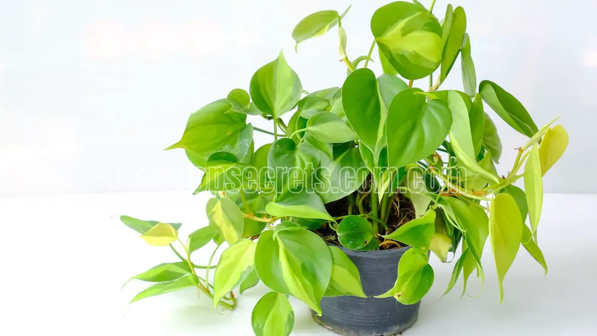 Pink Princess Philodendron - Care Tips and Tricks 1 brazil philodendron care
