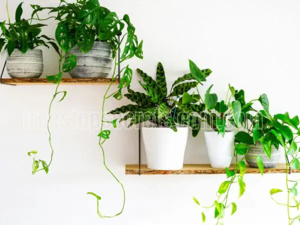 Essential Care Tips for Houseplants: A Comprehensive Guide