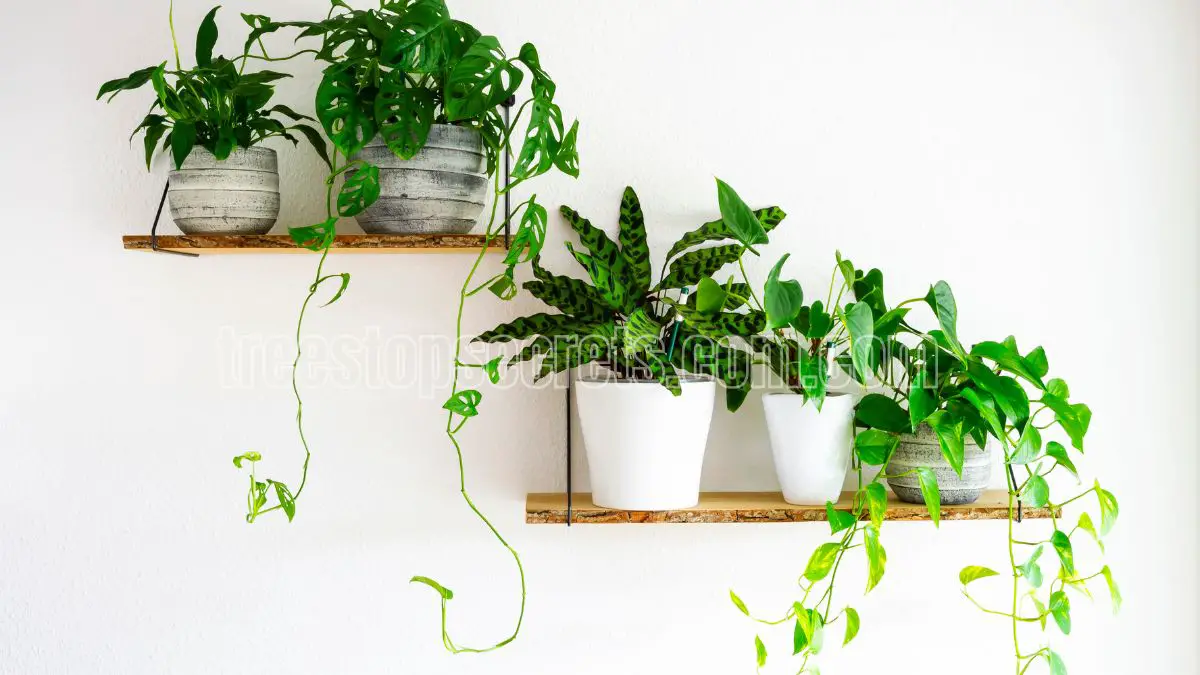 Essential Care Tips for Houseplants: A Comprehensive Guide