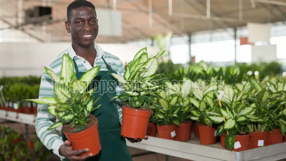 How to Care for Indoor Dieffenbachia Plants 3 dieffenbachia camille indoor care