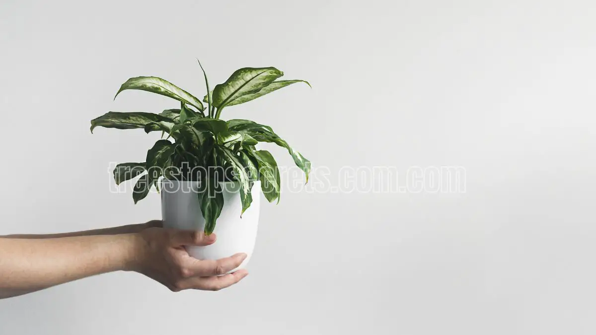 How to Care for Indoor Dieffenbachia Plants 2 dieffenbachia camille plant care