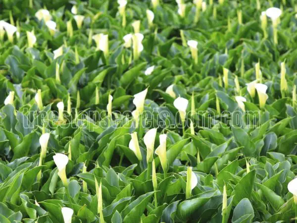 Growing Calla Lilies Indoors: Tips for Planting and Care