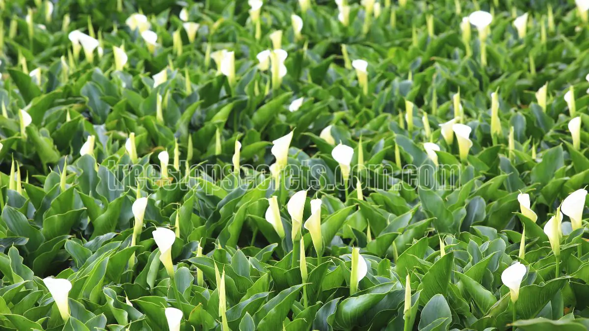 Growing Calla Lilies Indoors: Tips for Planting and Care