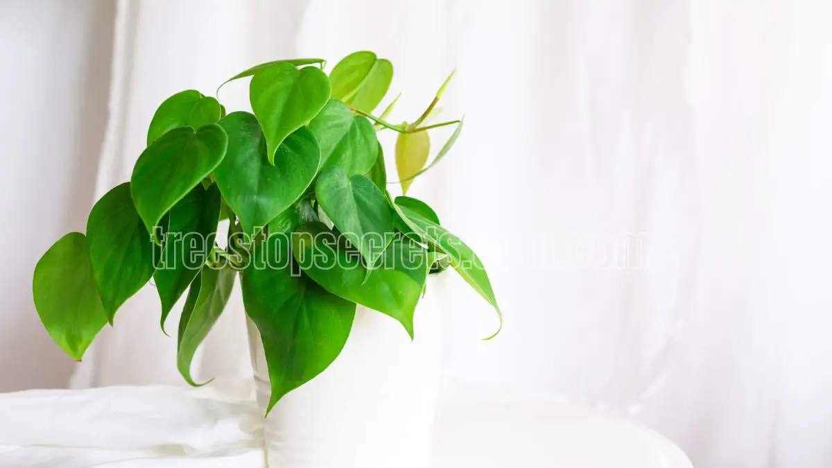 Pink Princess Philodendron - Care Tips and Tricks 2 heart leaf philodendron care