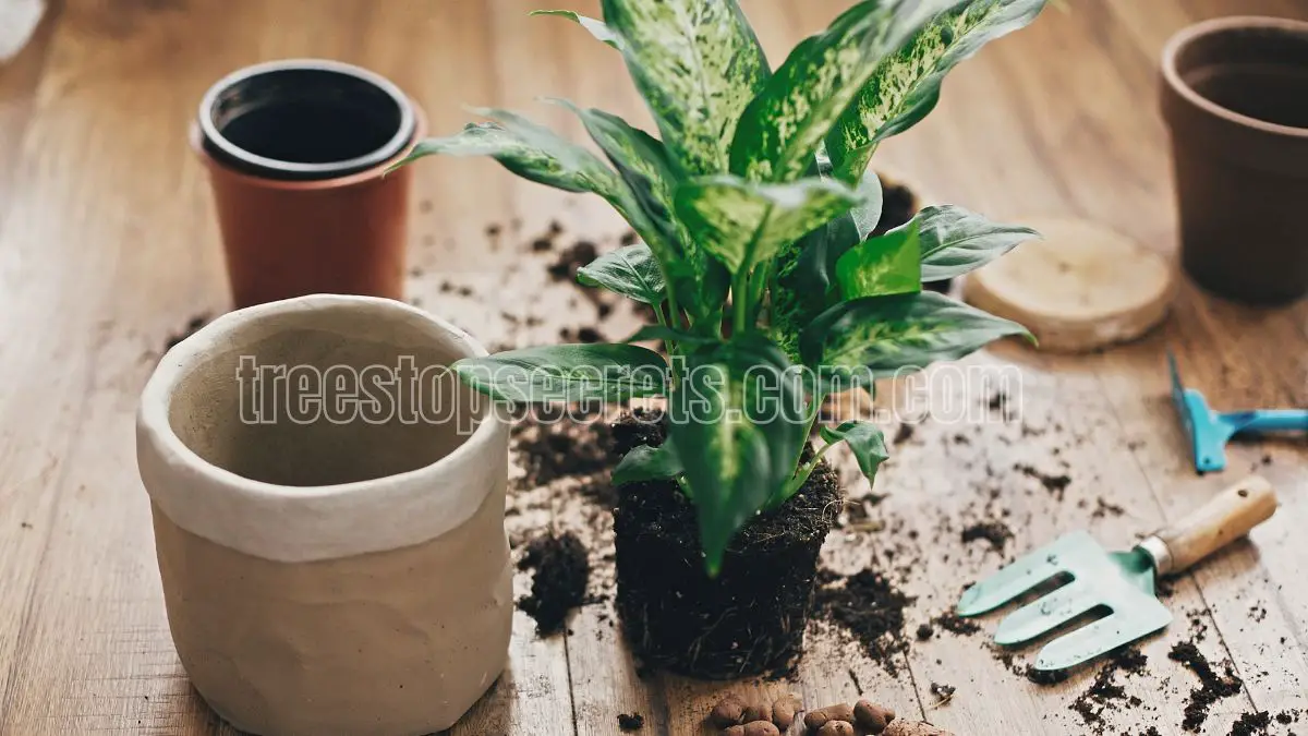 How to Care for Indoor Dieffenbachia Plants 1 how to care for an indoor dieffenbachia plant