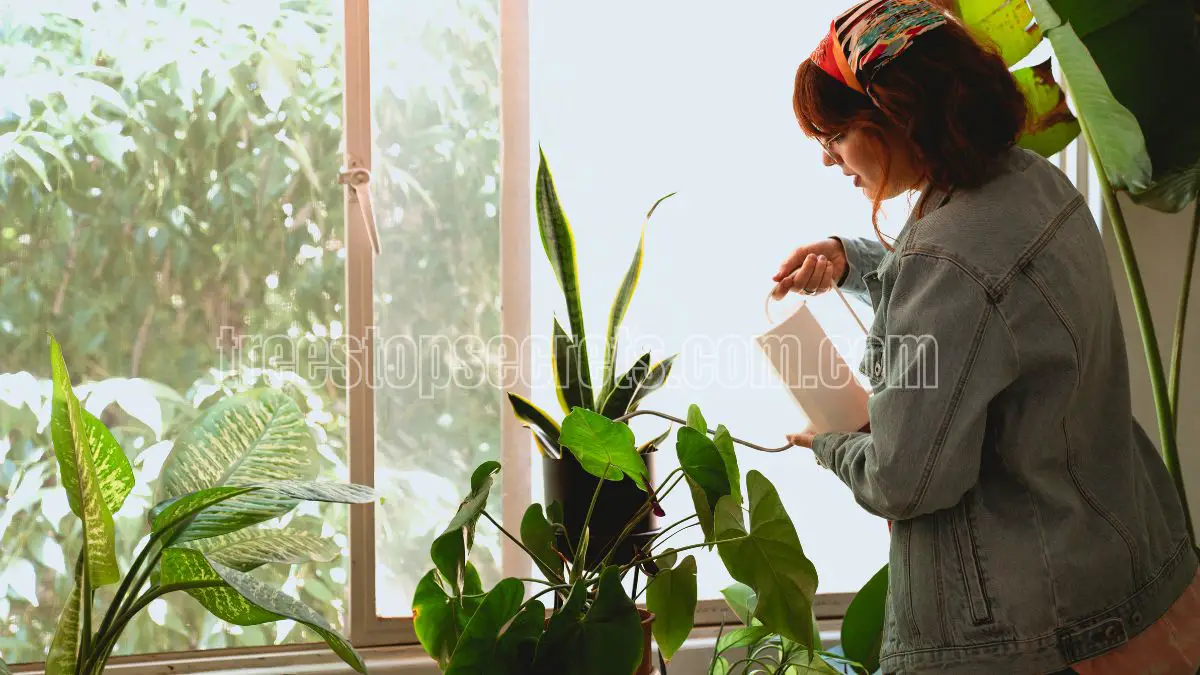 Growing Calla Lilies Indoors: Tips for Planting and Care 2 how to take care of easter lily plant indoor