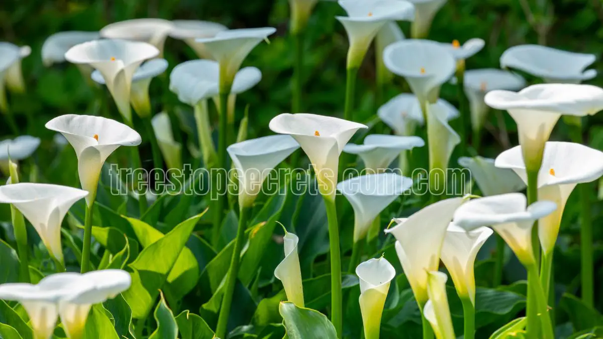 Growing Calla Lilies Indoors: Tips for Planting and Care 1 how to grow a calla lily