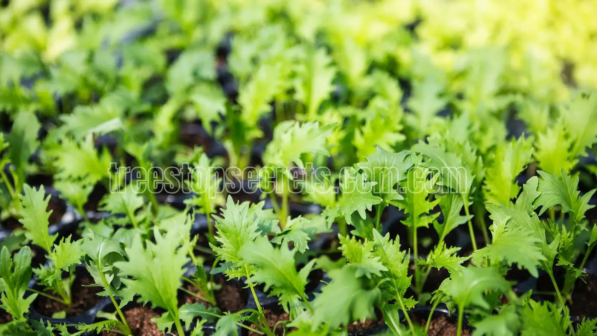Selecting the Best Herbs for Indoor Growth