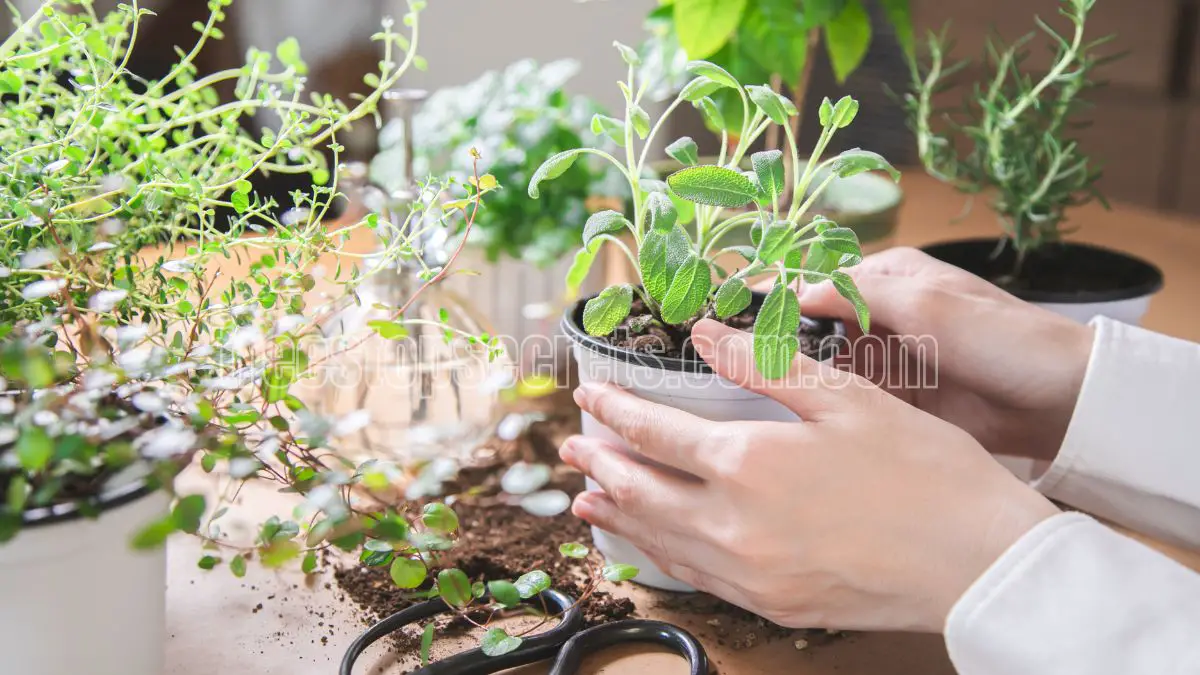 Optimal Growing Conditions for Indoor Herbs