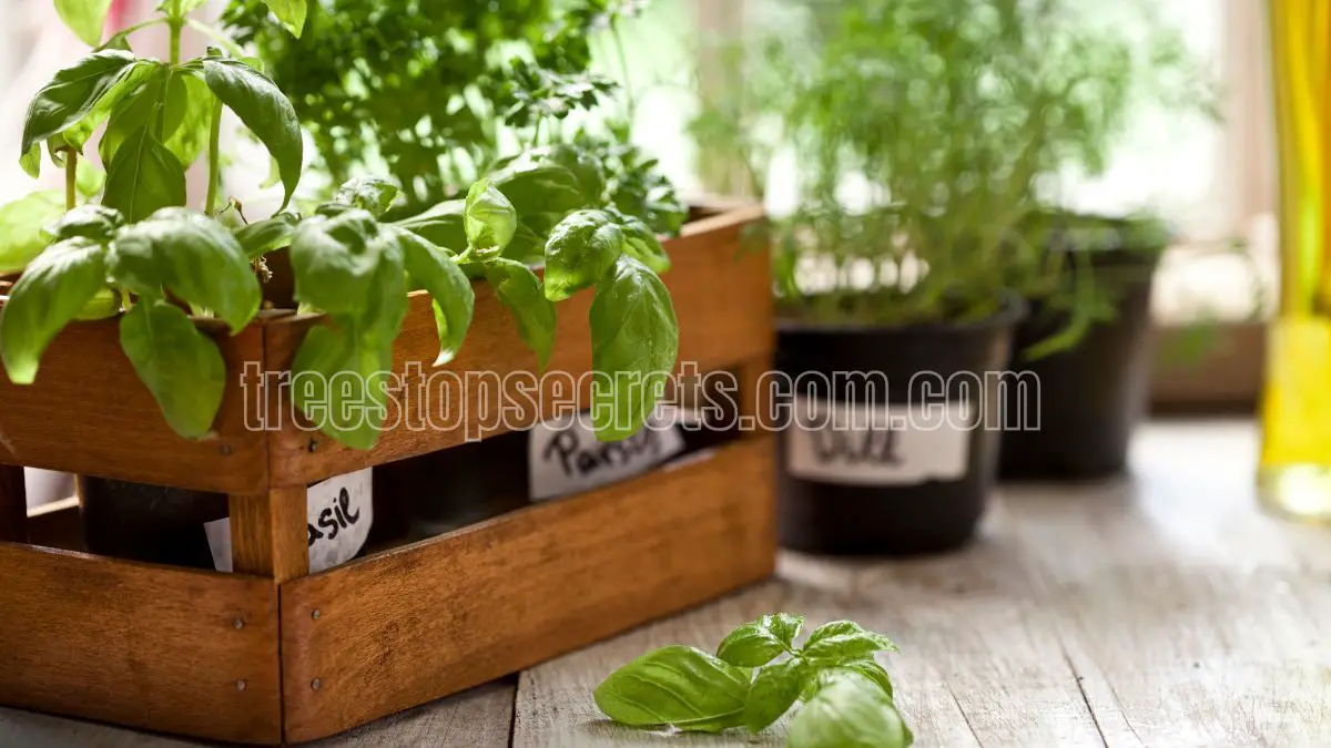 indoor herb gardening basics