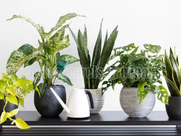 Indoor Plant Care Essentials: Tips, Tricks, and Resources