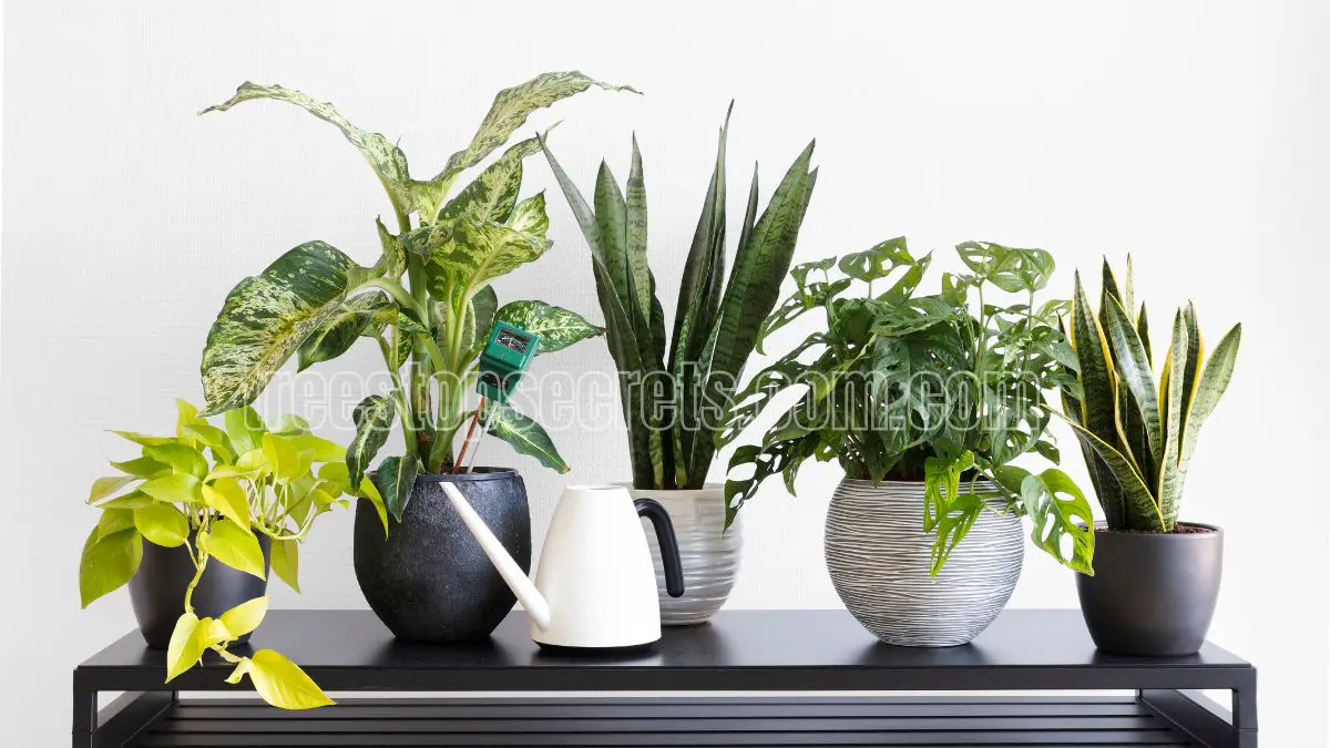 Indoor Plant Care Essentials: Tips, Tricks, and Resources