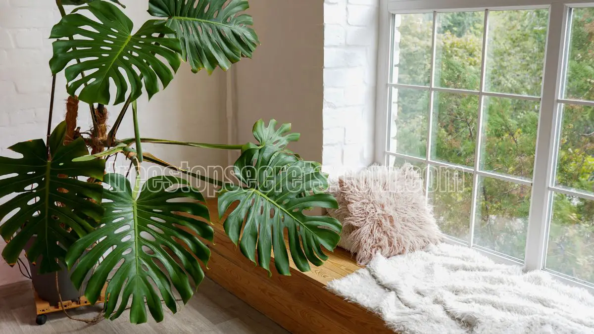 Indoor Plant Care Essentials: Tips, Tricks, and Resources 1 indoor plant guide