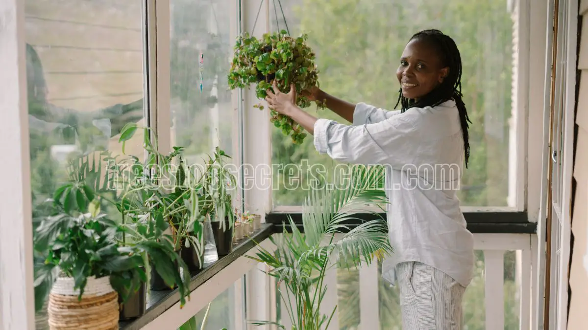 7 Essential Tips for Indoor Plant Care This Summer 3 Indoor Plants That Thrive in Winter