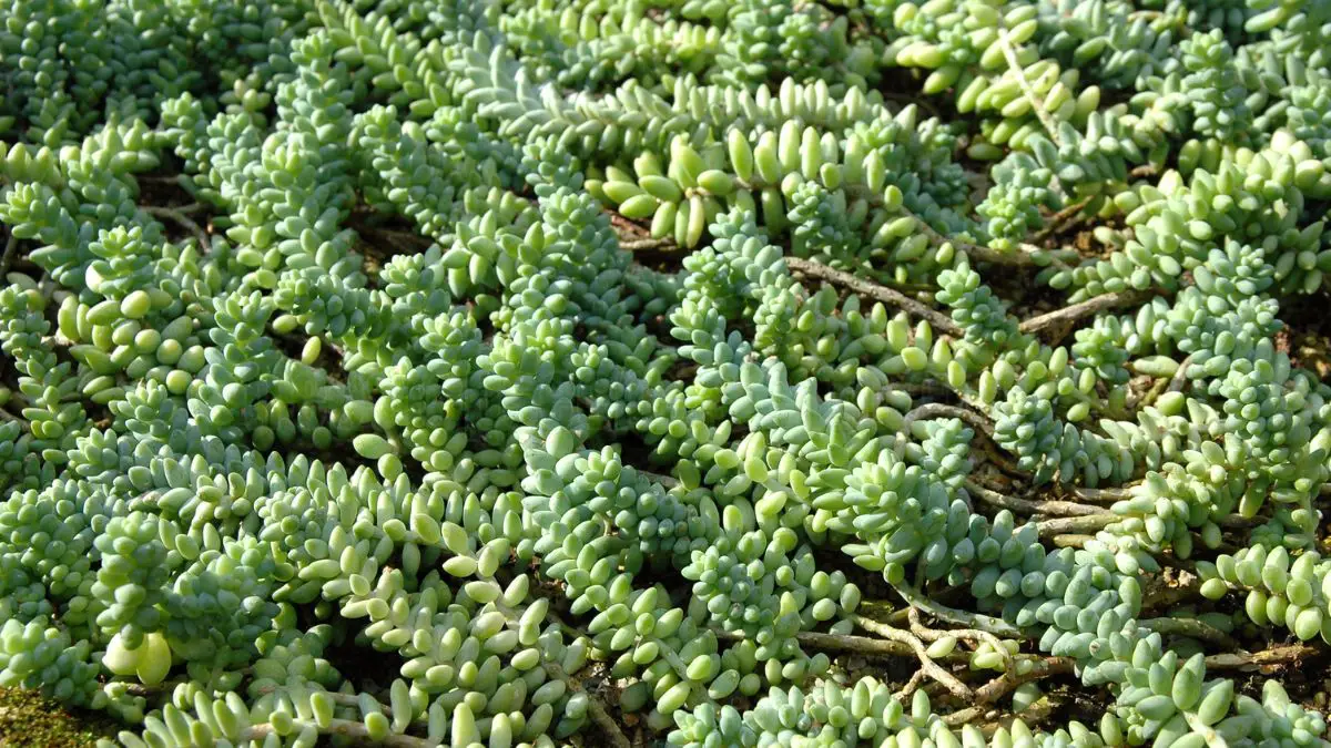 Understanding Sedum Burrito