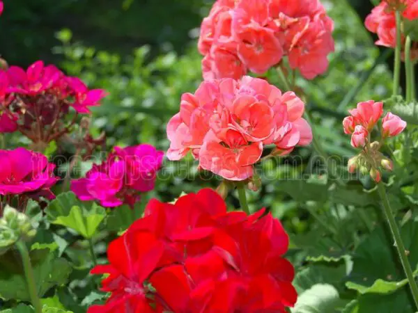 How To Grow Geraniums: A Comprehensive Guide for American Gardeners