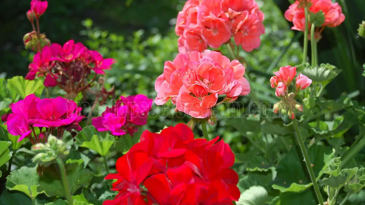 How To Grow Geraniums: A Comprehensive Guide for American Gardeners