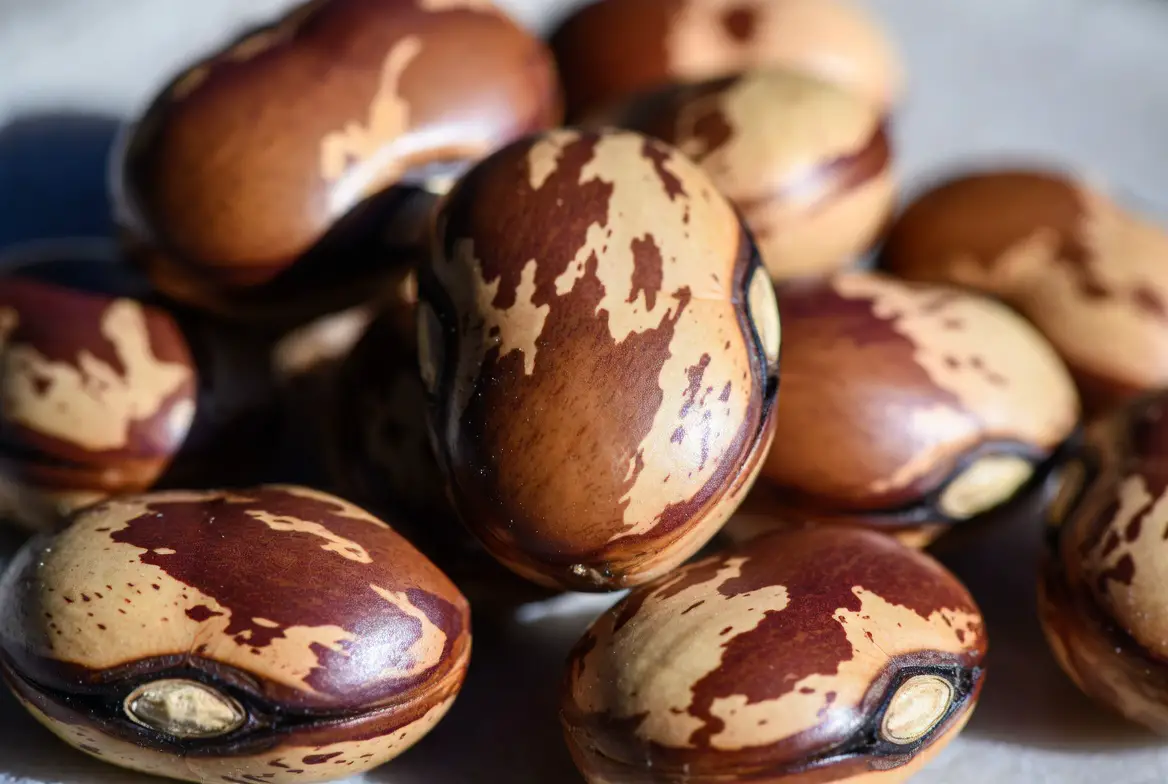 A close up of castor beans the source of ricin toxin showing their distinct mottled pattern
