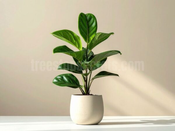 The Surprising Fiddle Leaf Fig Health Benefits for Your Home and Mind