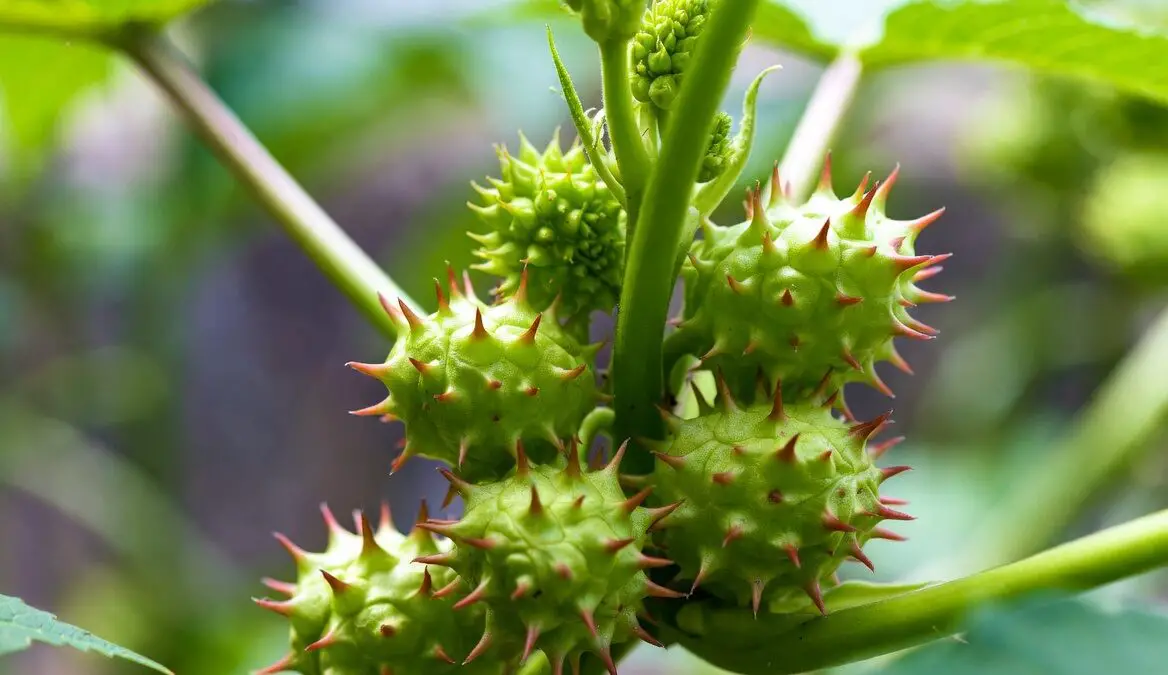 Ricin: Everything You Need to Know About This Potent Toxin