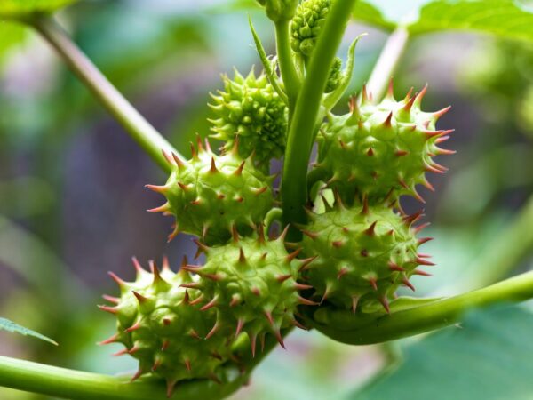 Ricin: Everything You Need to Know About This Potent Toxin