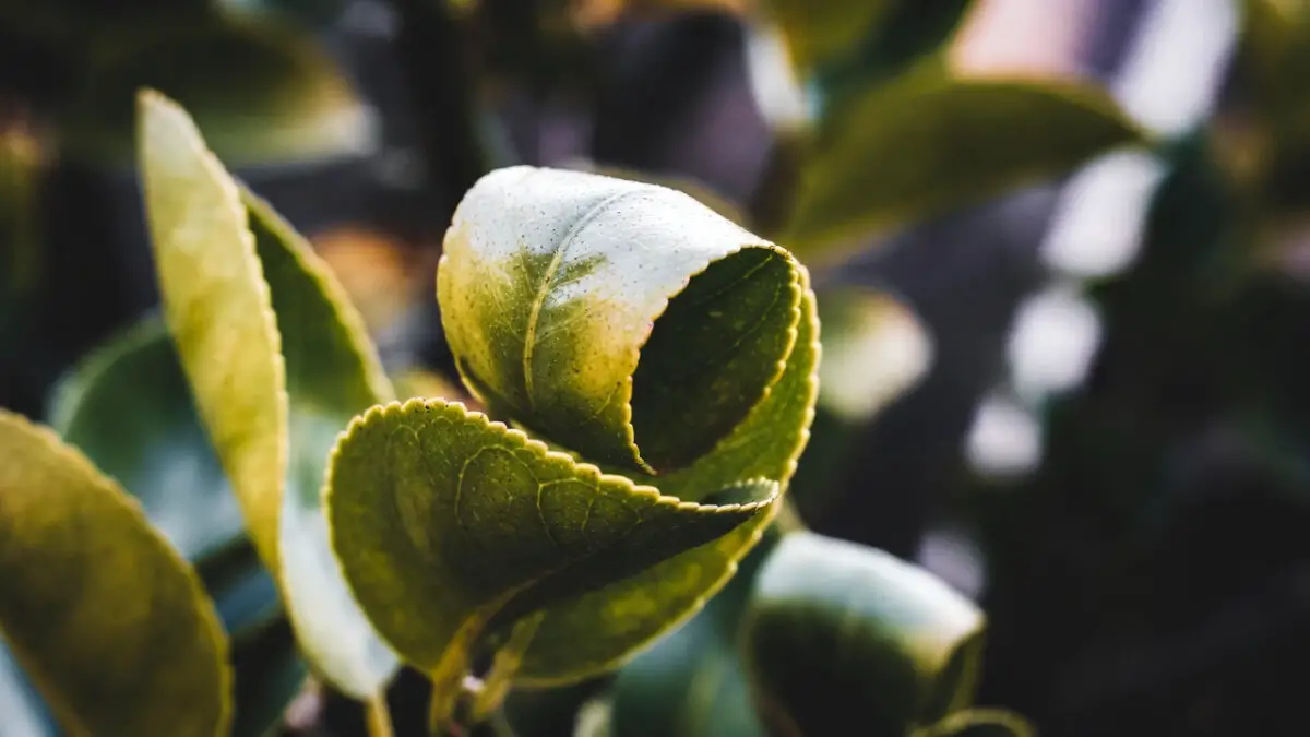 7 Reasons Why Are My Lemon Tree Leaves Curling Upward? (Pro Fixes)