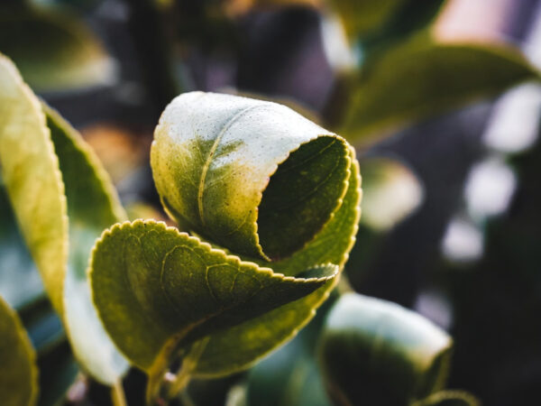 7 Reasons Why Are My Lemon Tree Leaves Curling Upward? (Pro Fixes)