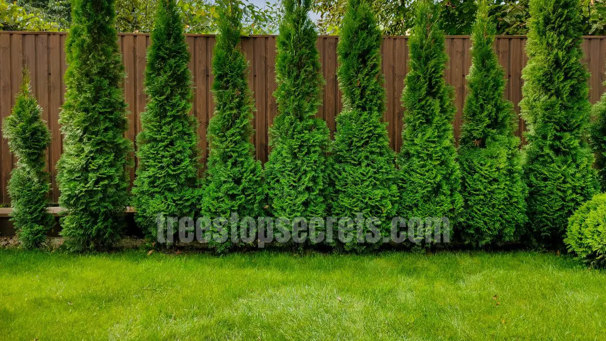15 Fast Growing Trees for Privacy (With Growth Rates & Pictures) 2 Green Giant Arborvitae trees planted as a tall backyard privacy screen