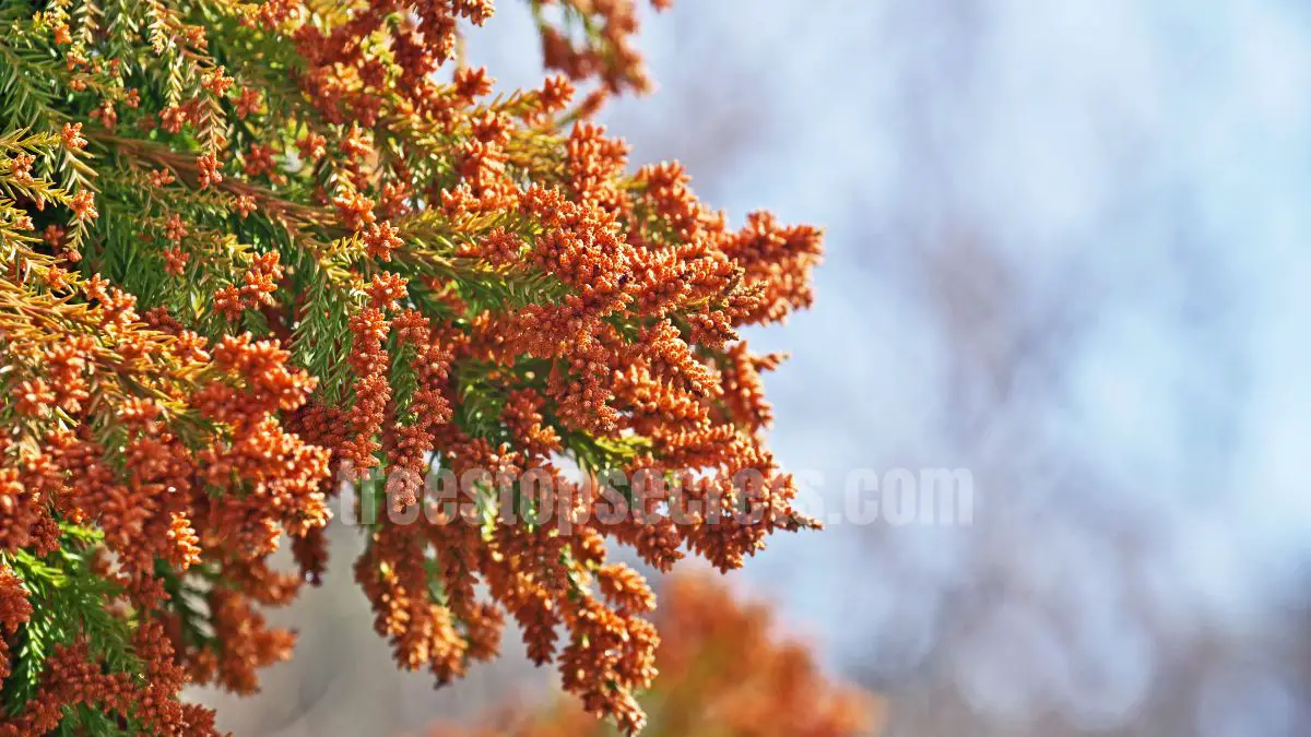 15 Fast Growing Trees for Privacy (With Growth Rates & Pictures) 13 Cryptomeria Japanese cedar evergreen tree used for privacy