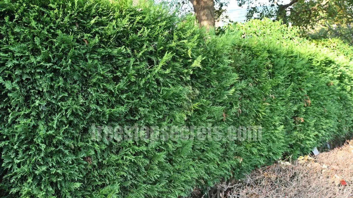 15 Fast Growing Trees for Privacy (With Growth Rates & Pictures) 3 Leyland Cypress trees forming a tall evergreen privacy hedge