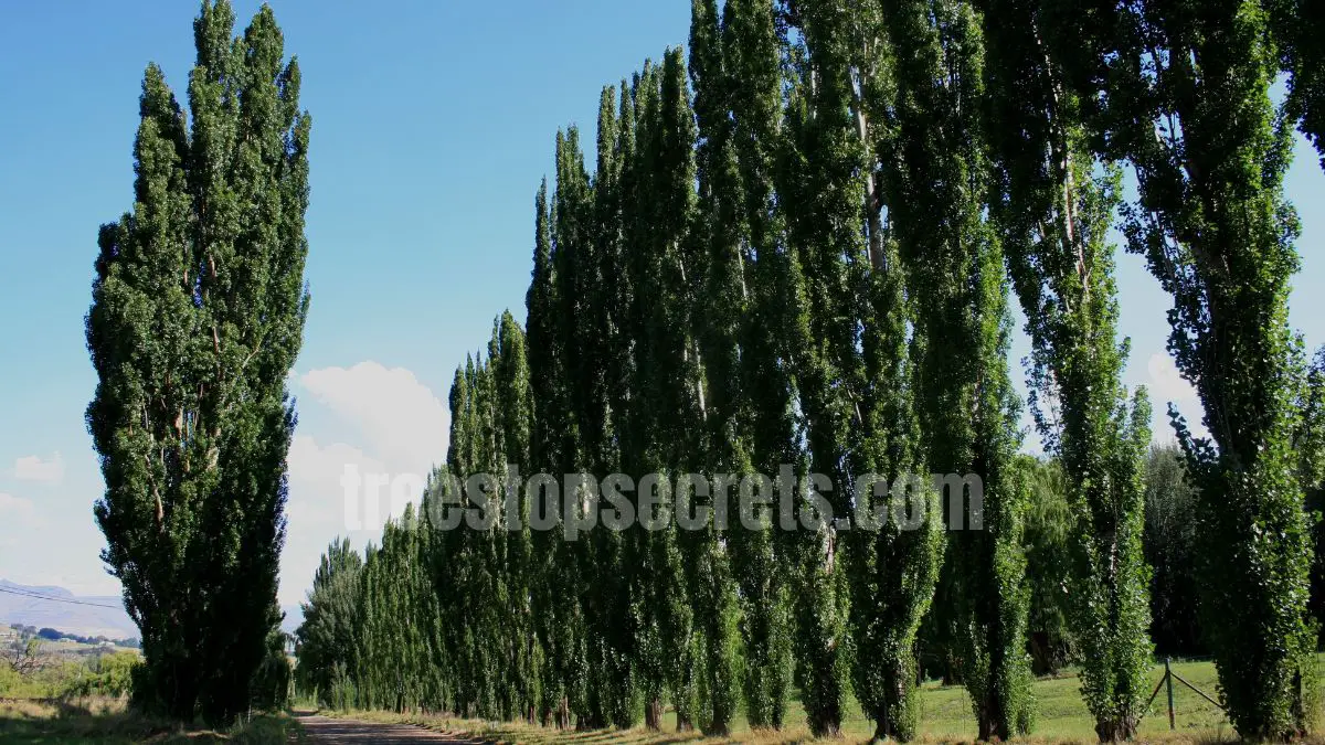 15 Fast Growing Trees for Privacy (With Growth Rates & Pictures) 5 Lombardy Poplar trees planted in a tall narrow privacy row