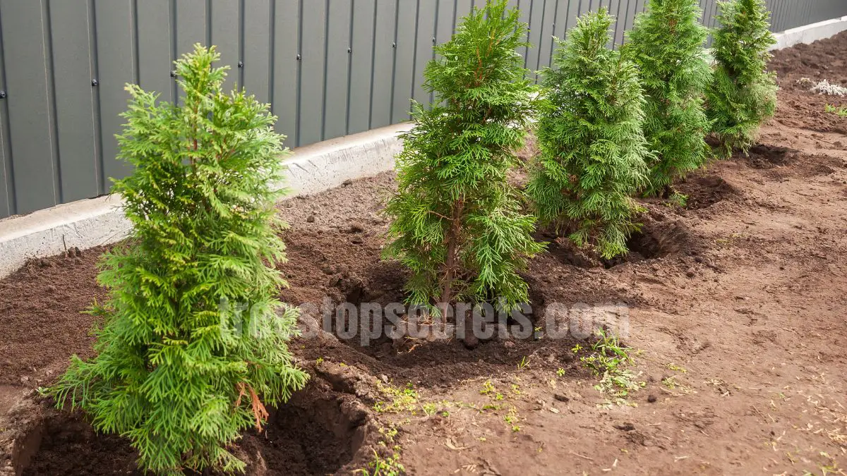 15 Fast Growing Trees for Privacy (With Growth Rates & Pictures) 17 planting fast growing trees in a row for backyard privacy hedge