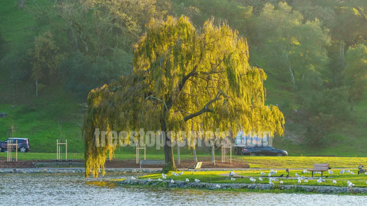 15 Fast Growing Trees for Privacy (With Growth Rates & Pictures) 7 weeping willow tree with cascading branches creating natural privacy