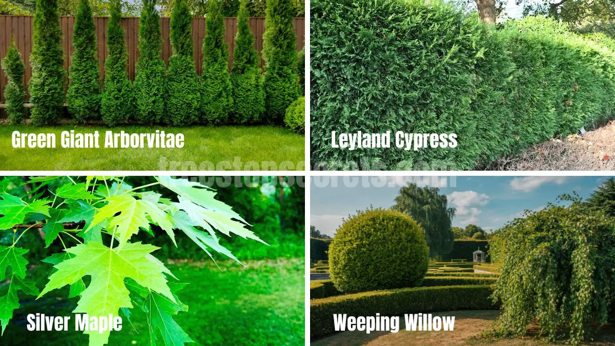 15 Fast Growing Trees for Privacy (With Growth Rates & Pictures) 1 comparison of fast growing trees used for backyard privacy screens